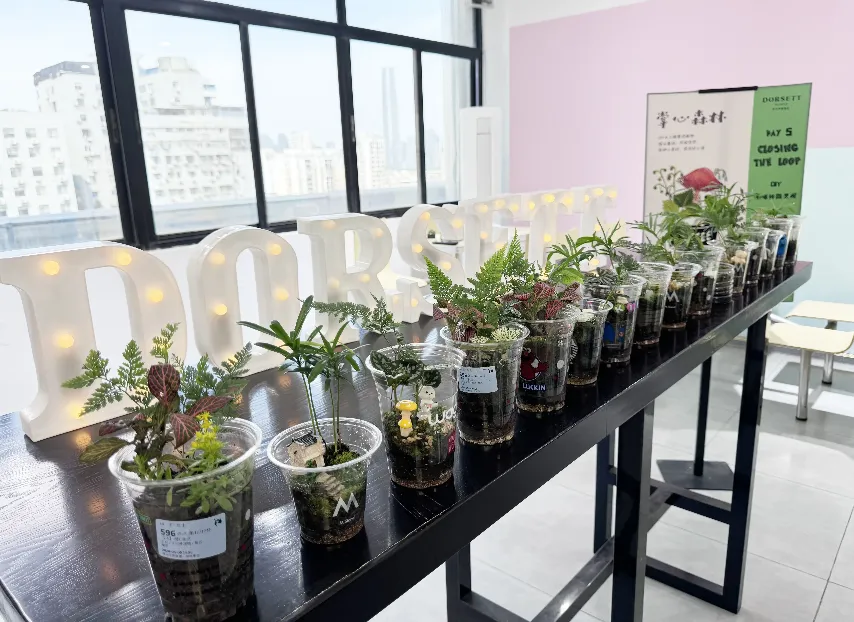 Houseplants in clear plastic cups at the Dorsett Hotel