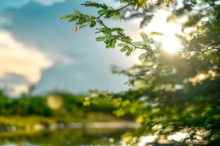 Sunlight filtering through green leaves of a tree branch against a blue sky